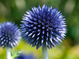 Image result for globe thistle