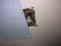 He is the revered deity of awakened cats, the other being the evil basement cat. Ceiling Cat Album On Imgur