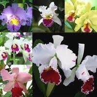 Orchids Wish Flower Seeds Orchids Flower Decorations