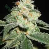 For informational purposes only, i am not a lawyer or legal expert on marijuana seed banks in the usa. Auto Good Wild Shark Von Bulk Seed Bank Cannabis Sorten Infos