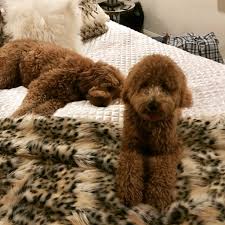 Goldendoodle haircut before and after pictures!. Goldendoodle Grooming Tips For At Home Trims Between Grooming Appointments