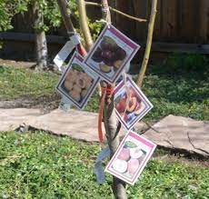 Cocktail napkins cherries cherry tree fruit leaves red green white set of 4. Plant A Fruit Salad Four Different Fruits Growing On The Same Tree Dengarden