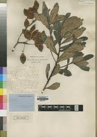 Image result for Terminalia brachystemma