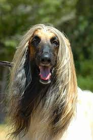 Con i capelli lunghi bassotto a pelo lungo cane salsiccia, cane domestico (canis lupus f. Foto Stock Dai Capelli Lunghi Foto Immagini Dai Capelli Lunghi Depositphotos