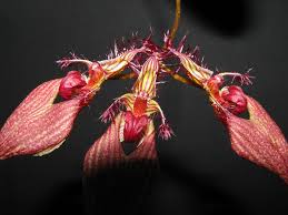 Image result for Bulbophyllum intertextum