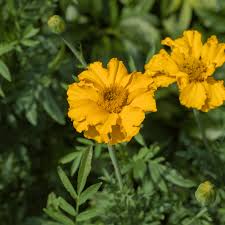 Image result for Tagetes erecta