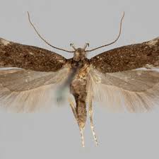 Image result for Bryotropha similis