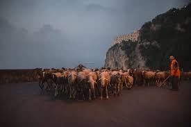 Il - Da Erchie ad Agerola in una notte di giugno, la transumanza in Costiera  Amalfitana https://iqdc.eu/da-erchie-ad-agerola-in-una-notte-di-giugno-la- transumanza-in-costiera-amalfitana/ | Facebook