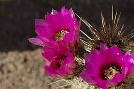 Good luck flowers for 2021. Expired Theme Contest 177 May 2021 Flowers Pentaxforums Com