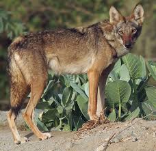 The dire wolf is an extinct carnivorous mammal of the genus canis, roughly the size of the extant gray wolf, but with a heavier build. Arabian Wolf Wikipedia