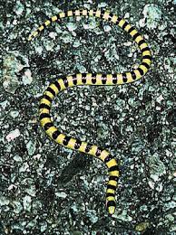 Snakes Of North America