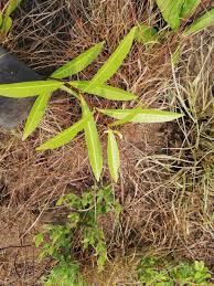 Image result for Landolphia lanceolata