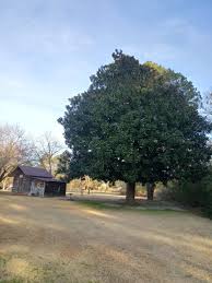 Cucumber tree (magnolia acuminate) the cucumber tree magnolia gets its name from its fruits, which look a little like the veggie. Big Magnolia Tree Next To The Old Smokehouse Homestead