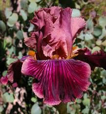 Bearded irises are one of the showiest flowers in the spring garden, and they are also one of the easiest to propagate and transplant—though you won't want to try it while a bearded iris is in bloom. Dragon King Tall Bearded Iris
