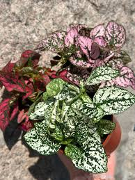 Image result for Hypoestes