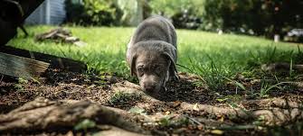 Labrador retrievers, labradoodles, lab puppies. Silver Lab Dog Breed Information And Owner S Guide All Things Dogs All Things Dogs