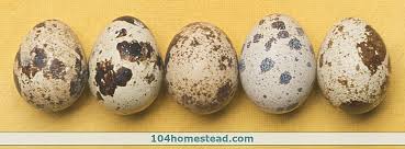 How To Incubate And Brood Coturnix Quail