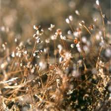 Image result for Tristicha