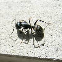Jg pest control services london and its surrounding areas, the midlands, the north west, east and south of england. New England Chemical Pest Control For Ma And Nh
