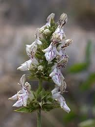 Image result for Stachys pseudonigricans