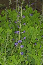 Image result for Antopetitia