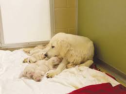 Maybe you would like to learn more about one of these? Https Www Dailypress Net News Local News 2020 09 Rescued Puppy Mill Dogs Improving