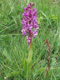 British Wild Flowers Early Purple Orchid Orchis Mascula British Wild Flowers Wild Flowers Wild Flowers Uk