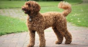 Compared to many canine breeds, labradoodles tend to have a longer life expectancy—particularly when it comes to larger dogs. Can Labradoodles Live Outside Best Guide To Keeping Labradoodles Outdoors Oodle Life