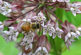 Milkweed Milkweed Plants Honey Bee