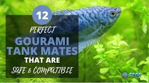 Paradise Fish Part 1 (How To Care For The Paradise Fish) – Freshwater Fish  Global