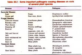 What Is The Name Of 20 Harmful Microorganisms With The