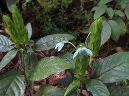 Image result for Ecbolium hastatum