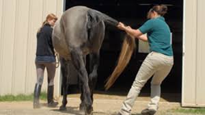 Recognize The Signs Of Equine Neurological Disorders Expert How To For English Riders