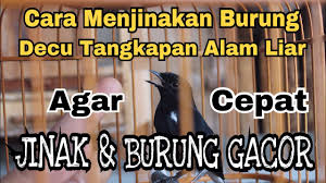 We hope your visit here will be a smooth and pleasant journey. Terapi Decu I Masteran Decu Kembang Ngeplong Untuk Memancing Kacer Dan Decu Bakalan Agar Gacor By Pepz