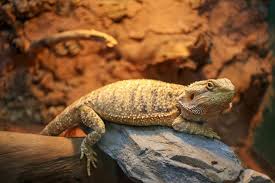 Bearded Dragons Are Incredibly Popular Reptiles We D Love For Your To Share Your Beardies With Us What Are Their Favori Reptile Room Bearded Dragon Lizard