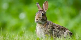 Image result for bunny