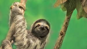 And surprisingly enough, the long. Oregon Conservation Center Offers Sloth Slumber Party Conde Nast Traveler