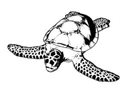 Printable ninja turtles coloring pages. Sea Turtle Sea Turtle Conservancy Free Coloring Sheet Free Coloring Sheets Coloring Sheets Online Coloring Pages