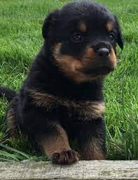 Look at pictures of rottweiler puppies in michigan who need a home. Rottweiler Puppies For Sale Holland Mi 321292