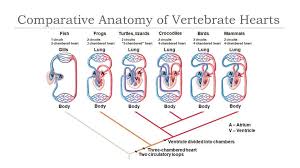 All bony fishes have sutures in their neurocranium and segmented fin rays derived from their epidermis. Comparative Anatomy Of Vertebrate Hearts