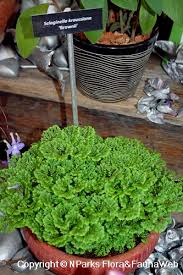 Image result for Selaginella soyauxii