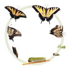 Mariposa Tipos Y Caracteristicas Bioenciclopedia