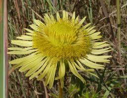 Image result for Berkheya radula