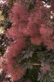Check spelling or type a new query. Royal Purple Smoke Tree
