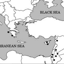 Image result for Crambe kilimandscharica