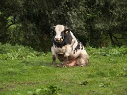Submitted 3 years ago by spyofthegod. The Humane League On Twitter A Cow Sitting Like A Dog Is The Best Tweet You Ll See Today