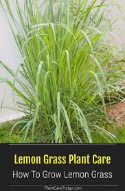 We did not find results for: How To Grow And Care For Lemon Grass Plants In 2021 Lemongrass Plant Lemon Grass Plants