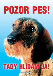 Image result for jezevčík drsnosrstý