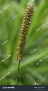 Image result for Setaria barbata