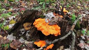 It might look like a pile of dead leaves to some people, but do not be fooled! Fall Mushroom Hunting In Pennsylvania John Royer Leatherwood Outdoors Legacy Land Wildlife Llc